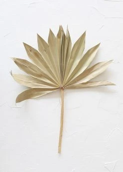 Bundle Of 5 Afloral Natural Sun Palms - 14-20"