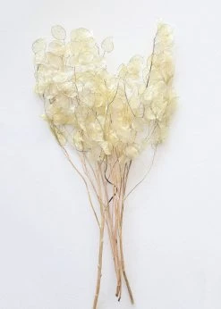 Afloral Dried Flowers Natural Coastal Dried Lunaria Flowers - 24-34"