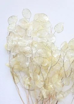Afloral Dried Flowers Natural Coastal Dried Lunaria Flowers - 24-34"