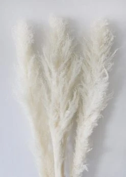 Afloral Bundle Of 3 Bleached Pampas Grass - 40-48"