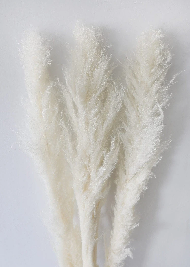 Afloral Bundle Of 3 Bleached Pampas Grass - 40-48"