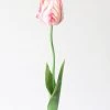 Afloral Tie Dye Pink Artificial Parrot Tulip - 25"