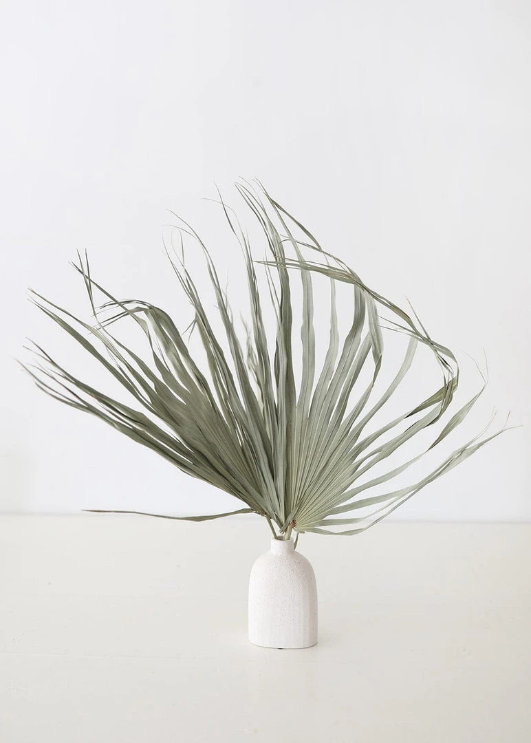 Afloral Bundle Of 5 Large Natural Fan Palms - 26-30" Dried Flowers