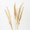 Afloral Bundle Of 6 Smooth Tan Pampas Grass - 25-30"