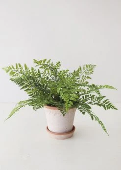 Afloral Fake Lace Fern UV Protected Real Touch Plant - 19"