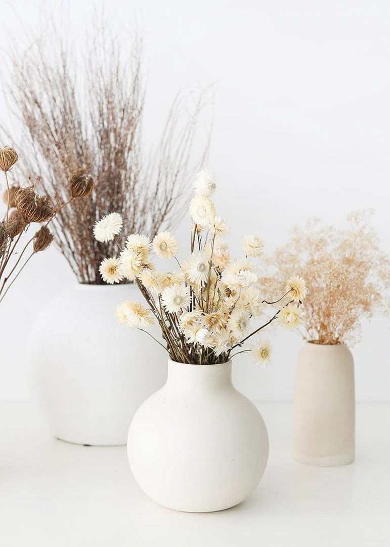 Afloral Dried Flowers Vanilla Cream Dried Helichrysum Everlasting Daisies - 15-22"