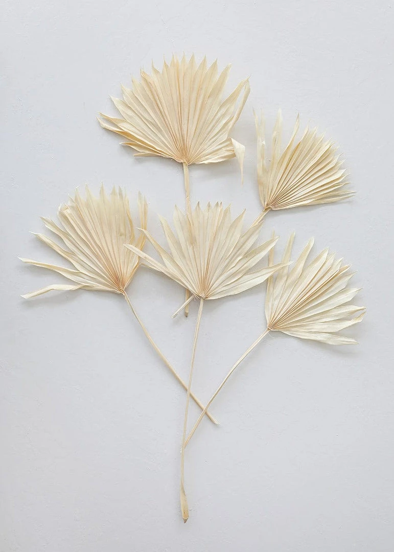 Afloral Bundle Of 5 Bleached Sun Palms - 14-20" Dried Flowers