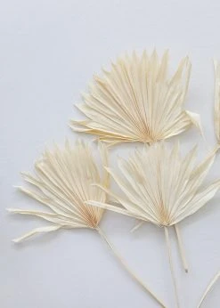 Afloral Bundle Of 5 Bleached Sun Palms - 14-20