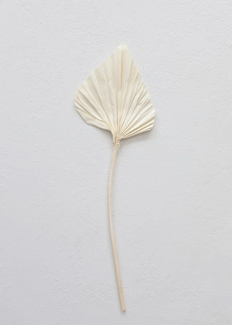 Afloral Dried Flowers Bundle Of 5 Cream Bleached Palm Spears - 15-22"