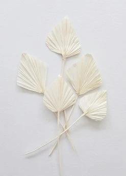 Afloral Dried Flowers Bundle Of 5 Cream Bleached Palm Spears - 15-22"