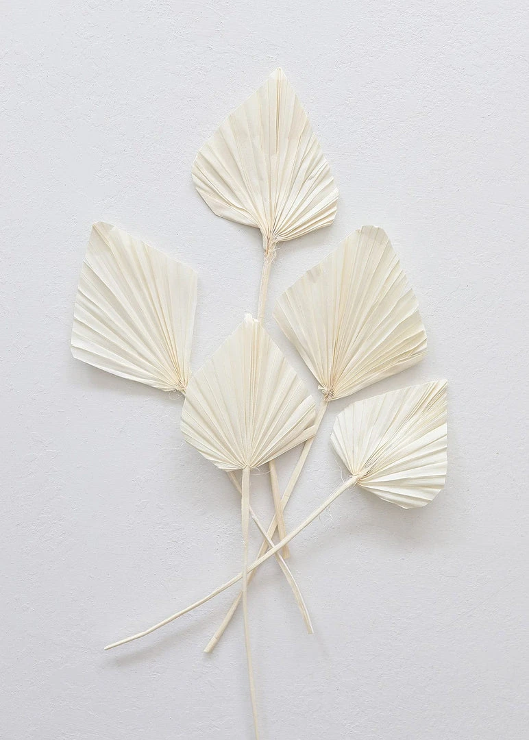 Afloral Dried Flowers Bundle Of 5 Cream Bleached Palm Spears - 15-22"