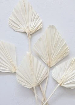 Afloral Dried Flowers Bundle Of 5 Cream Bleached Palm Spears - 15-22