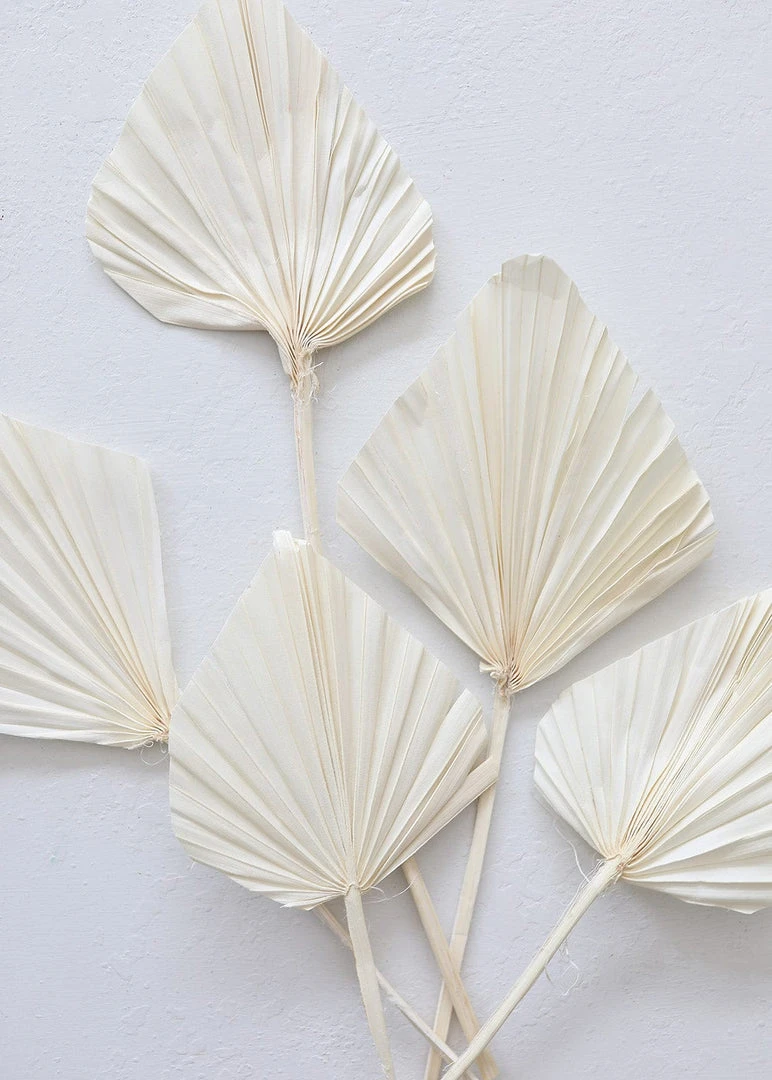 Afloral Dried Flowers Bundle Of 5 Cream Bleached Palm Spears - 15-22"