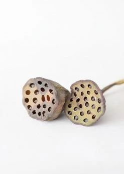 Afloral Bundle Of 2 Dried Lotus Pods - 25-28