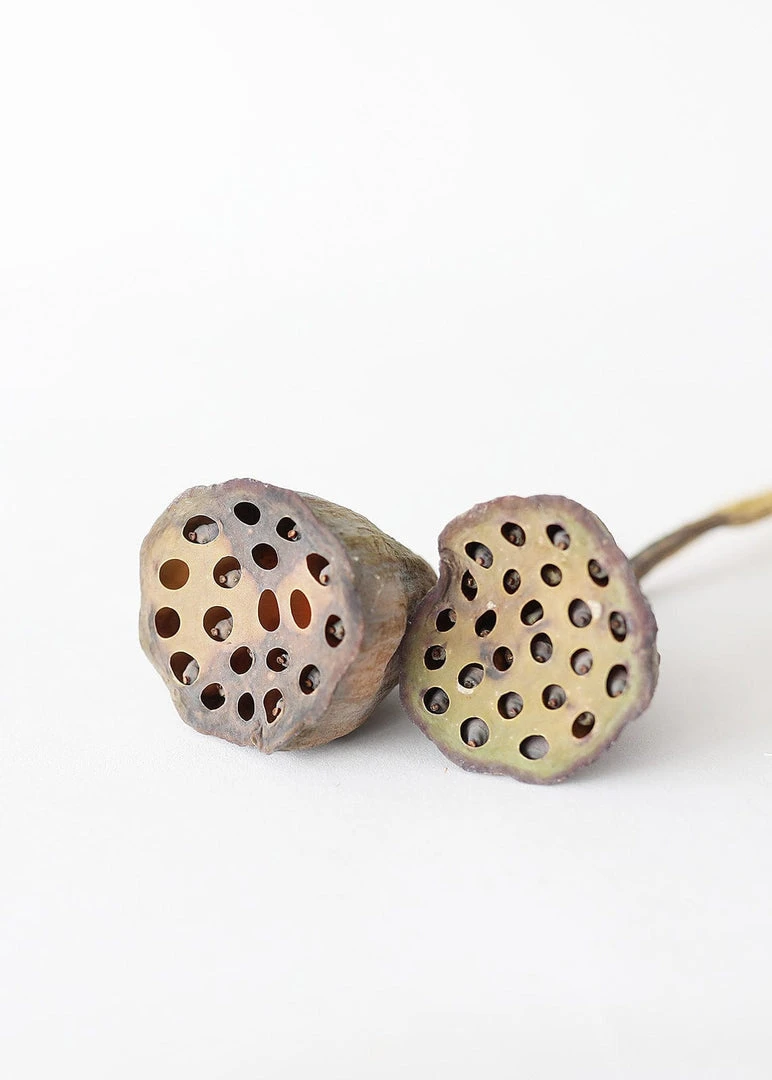 Afloral Bundle Of 2 Dried Lotus Pods - 25-28"