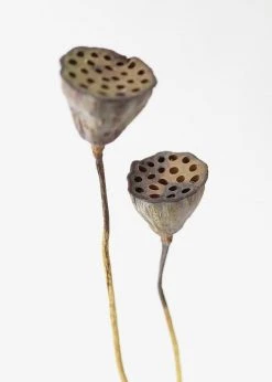 Afloral Bundle Of 2 Dried Lotus Pods - 25-28"