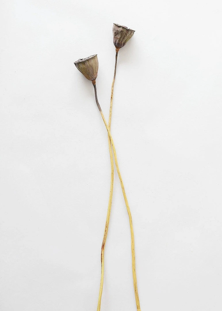Afloral Bundle Of 2 Dried Lotus Pods - 25-28"