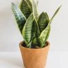 Afloral Artificial Plants Fake Snake Plant In Terracotta Pot - 14"