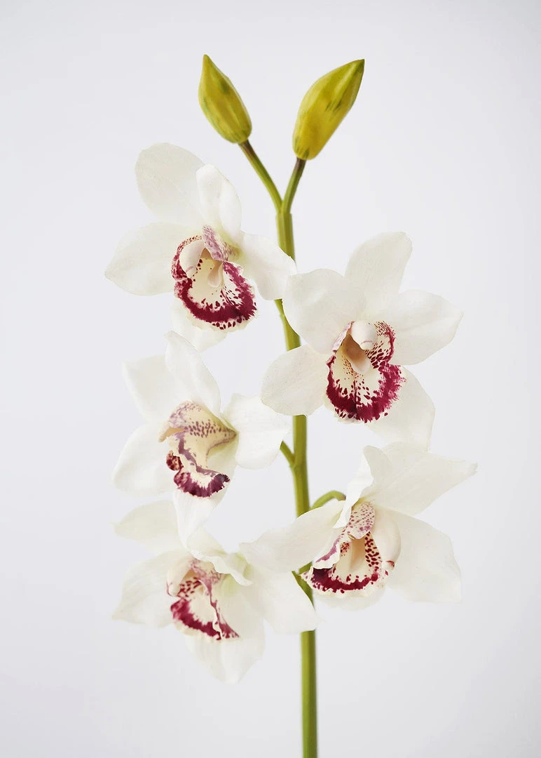 Afloral Cream Burgundy Faux Cymbidium Orchid - 31"