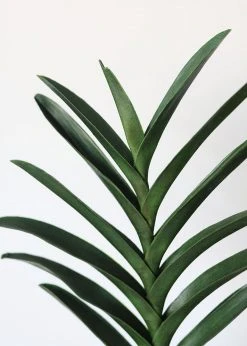 Afloral Artificial Vanda Orchid Leaf - 19