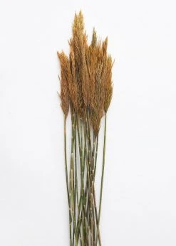 Afloral Dried Flowers Gold Dried Plume Reed Grass - 36-40"