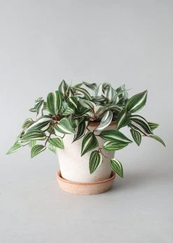 Afloral.com Bergs Handmade Clay Pot With Drainage - 6.5"