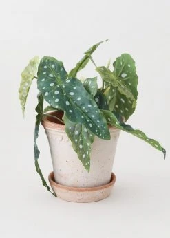 Afloral.com Bergs Pink Washed Clay Pot With Drainage - 6" Vases