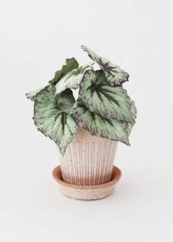 Afloral.com Vases Bergs Simona Scalloped Pot With Drainage - 6"