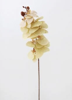 Afloral Beige Fake Phalaenopsis Orchid Flowers - 30" Artificial Flowers