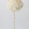 Afloral Large Petal Preserved Hydrangea In Cream - 22-24"