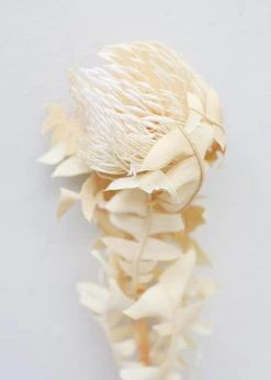 Afloral Single Dried Banksia In Cream - 16-18