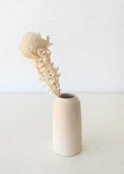 Afloral Single Dried Banksia In Cream - 16-18