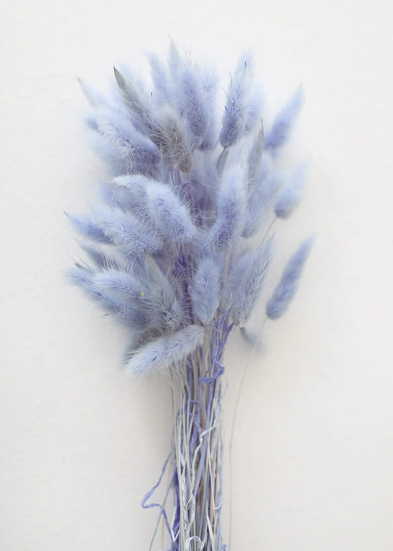 Afloral Light Blue Dried Bunny Tails - 18-28" Dried Flowers