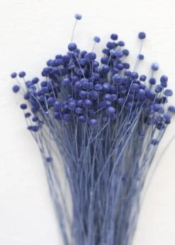 Afloral Petite Blue Dried Floral Buttons - 9-14"