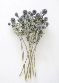 Afloral Dried Flowers Blue Dried Echinops Globe Thistles - 16-22