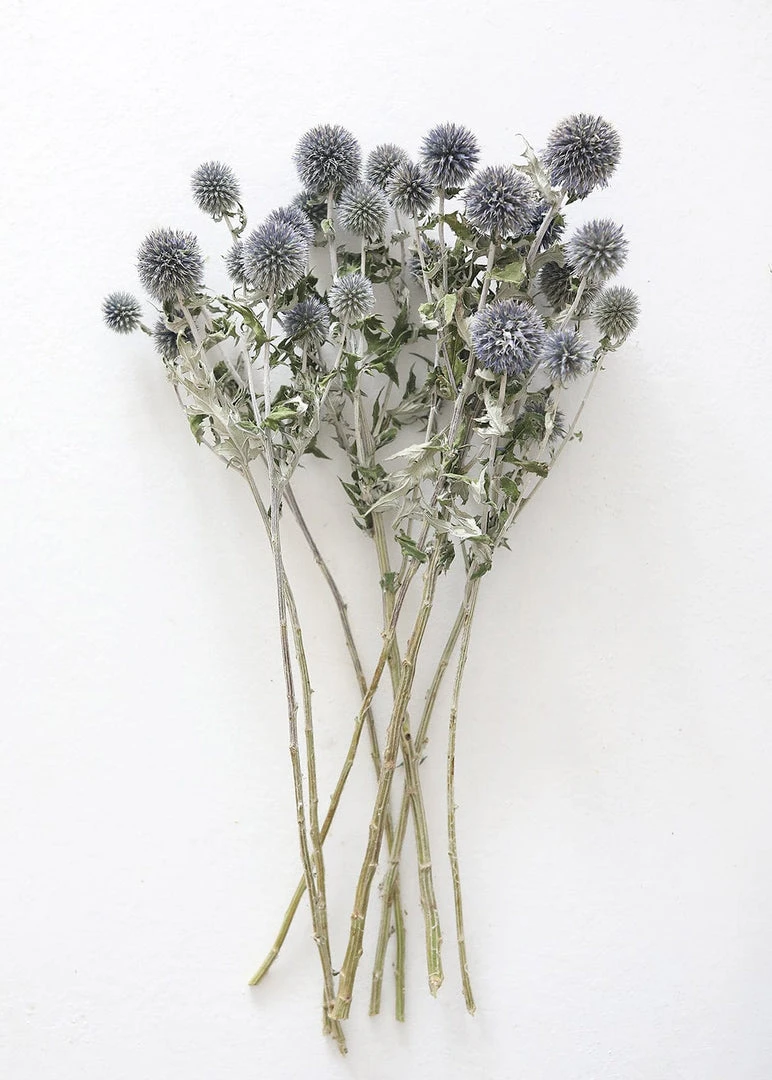 Afloral Dried Flowers Blue Dried Echinops Globe Thistles - 16-22"
