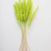 Afloral Chartreuse Dried Pampas Grass - 25-28"