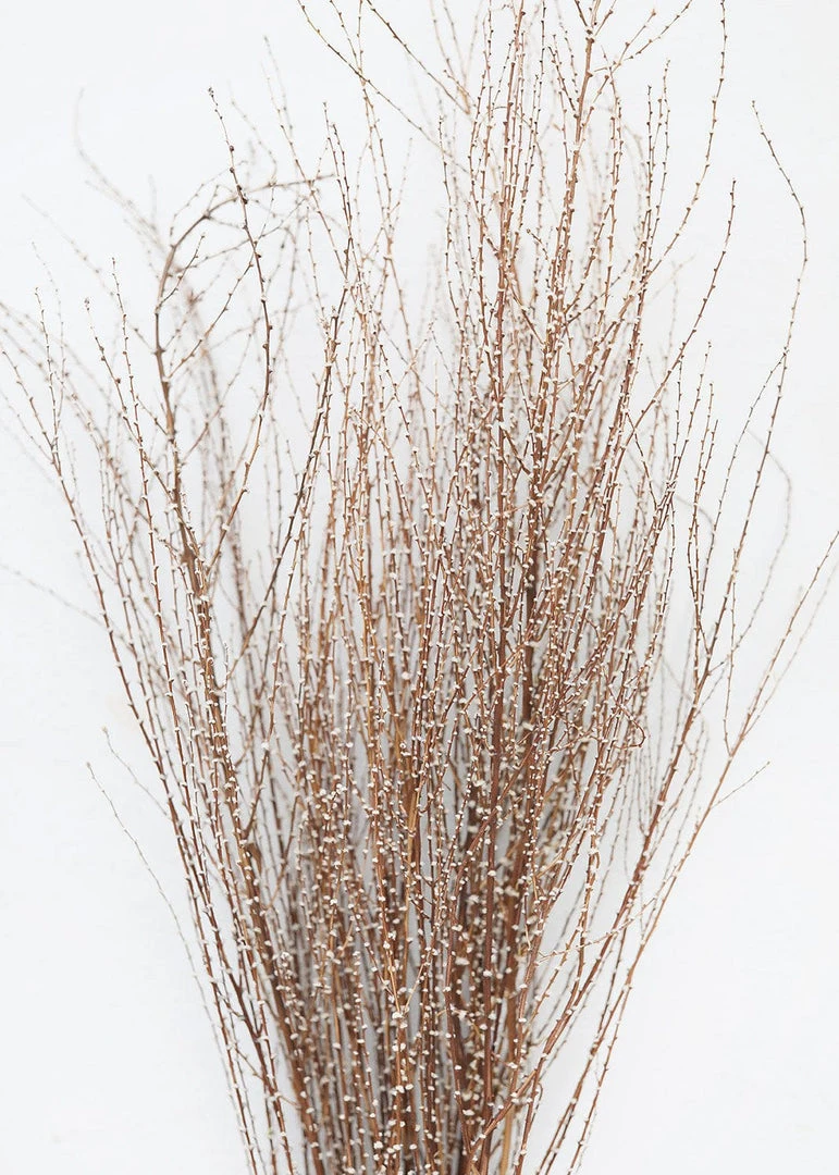 Afloral Dried Hoary Willow Branches - 20-30"
