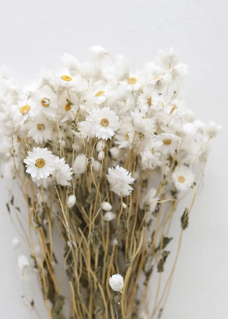 Afloral White Preserved Rodanthe Flowers - 22-28" Dried Flowers