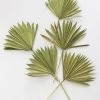 Bundle Of 5 Afloral Green Sun Palms - 14-20"