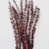 Afloral Cayenne Red Preserved Spiral Eucalyptus - 19-24" Dried Flowers