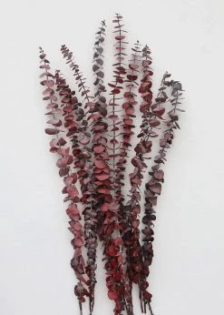 Afloral Cayenne Red Preserved Spiral Eucalyptus - 19-24