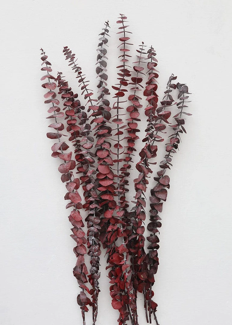 Afloral Cayenne Red Preserved Spiral Eucalyptus - 19-24" Dried Flowers
