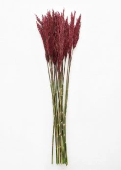 Afloral Dried Flowers Preserved Burgundy Plume Reed Grass - 36-40