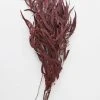 Afloral Preserved Burgundy Seeded Eucalyptus - 18-28" Dried Flowers
