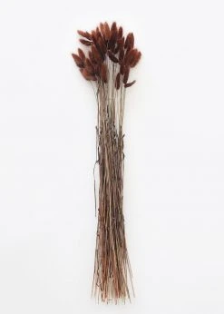 Afloral Dried Flowers Dried Bunny Tails In Walnut - 22-30