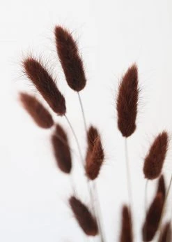 Afloral Dried Flowers Dried Bunny Tails In Walnut - 22-30