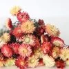 Afloral Dried Flowers Coral Dried Helichrysum Daisies - 15-22"