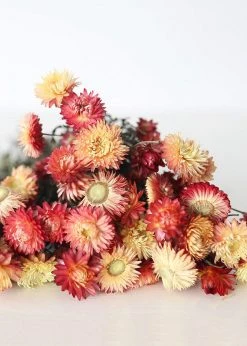 Afloral Dried Flowers Coral Dried Helichrysum Daisies - 15-22"