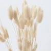 Afloral Natural Dried Bunny Tail - 18-28" Dried Flowers